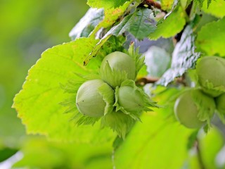 L’ESSENCE DU MONTFERRAT : TAMBASS, VIN ET NOISETTES	